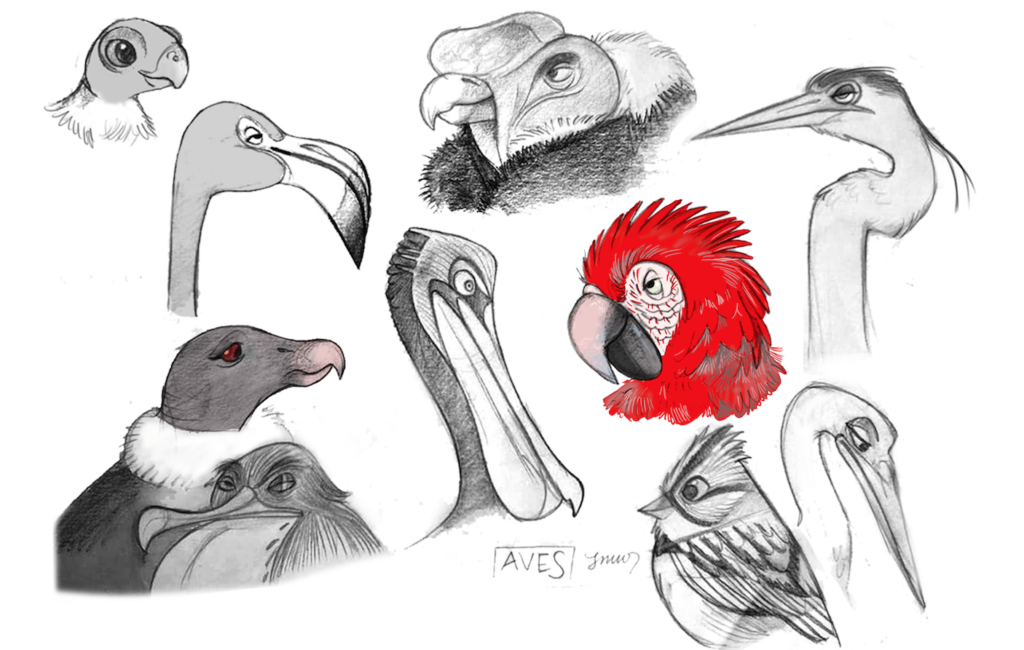 avc_Aves-caras